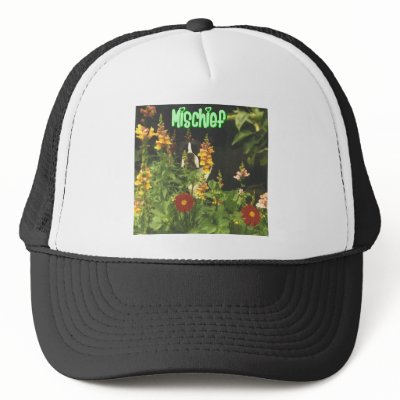Boston Terrier:  Mischief Hat by wigglebutthut