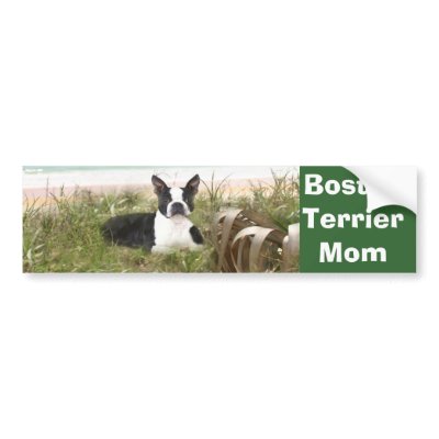 Boston Terrier Mum Bumper Sticker Beachgrass by normagolden