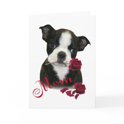 Boston Terrier  Mum by friskybiz