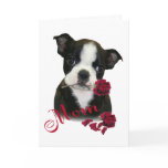 Boston Terrier  Mum