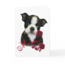 Boston Terrier  Mum
