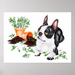 Boston Terrier Naughty Pup Poster
