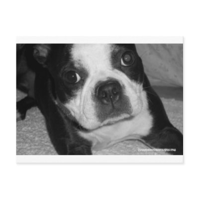Boston Terrier Pet Sympathy Cards Postcards by katramsey