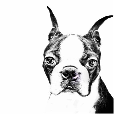 Boston Terrier Photo Cut Outs by Dog_Lovers