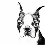 Boston Terrier photo sculptures