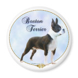 Boston Terrier Portrait
