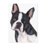 Boston Terrier Portrait Postcards