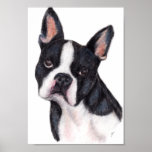 Boston Terrier Portrait Print