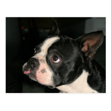 Boston Terrier Post Card Phhhhhtt!