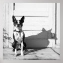 boston terrier poster posters