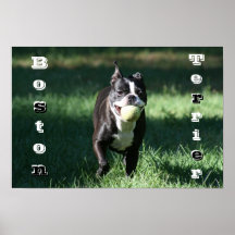 Boston Terrier Print