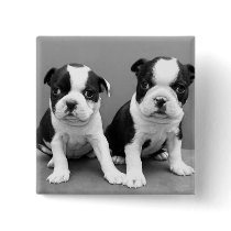 Boston Terrier Puppies button