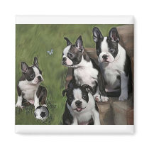 Boston Terrier Puppies Magnet