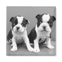 Boston Terrier Puppies magnet