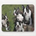 Boston Terrier Puppies mousepads