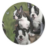 Boston Terrier Puppies Round Sticker