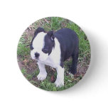 Boston Terrier Puppy Button
