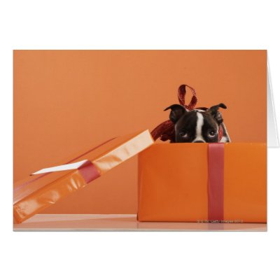 Boston terrier puppy in gift box cards by prophoto
