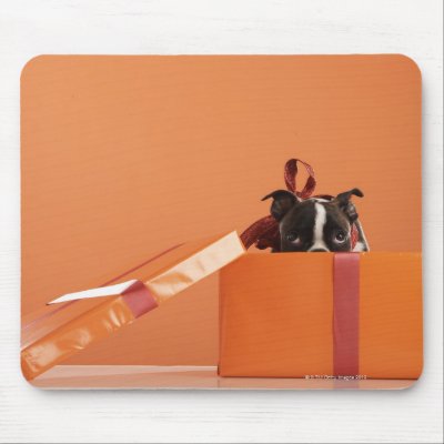 Boston terrier puppy in gift box mouse pads by prophoto