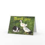 Boston Terrier Puppy Thank You Card Ducks