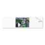 Boston Terrier & Schnauzer sniff Bumper Stickers