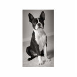 Boston Terrier Sitting Sculpture Acrylic Cut Outs