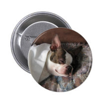 Boston Terrier snoozing buttons