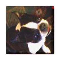 Boston Terrier square magnet