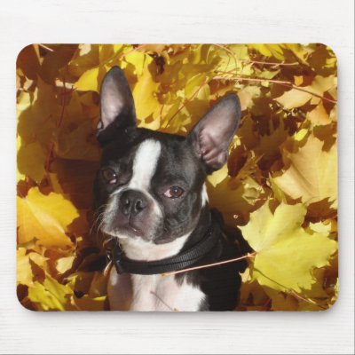Boston Terrier Surrounded by Fall Leaves Mousepad by foothillsmkt