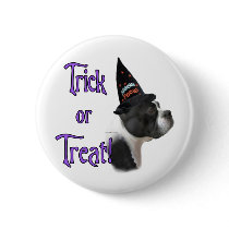 Boston Terrier Trick