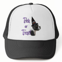 Boston Terrier Trick