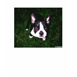 -Boston Terrier- t-shirts