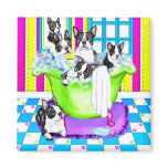 Boston Terrier Tub Full
