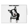 Boston Terrier:  Who's Your Baby? Greeting Cards