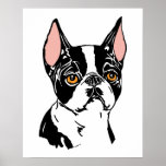 Boston Terriers Mascot nt Poster