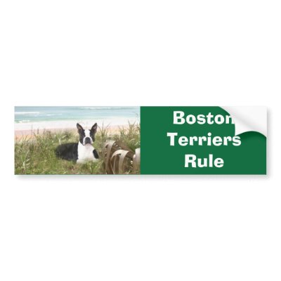 Boston Terriers Rule Bumper Sticker Beachgrass by normagolden