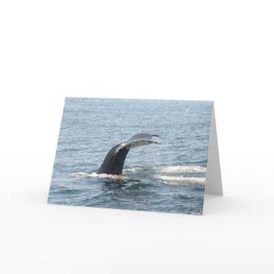 Boston Whale Notecard by adiadia