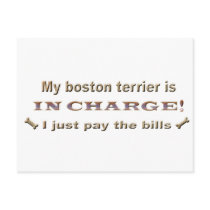 bostonterrier