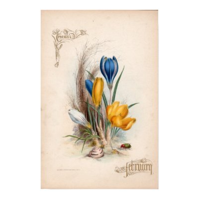 Botanical Engravings, February by woodylanefarm