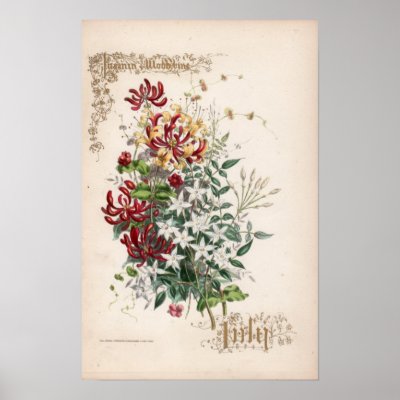 Botanical Engravings, July by woodylanefarm