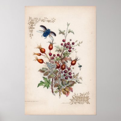 Botanical Engravings, November by woodylanefarm