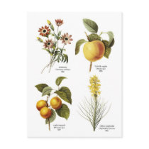 Botanical flower illustrations post card