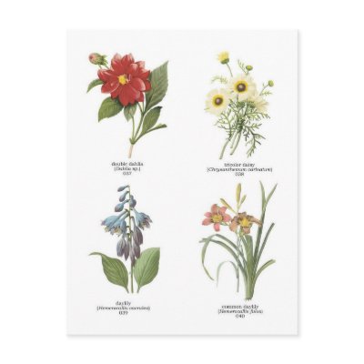 Botanical flower illustrations postcard by delaine31