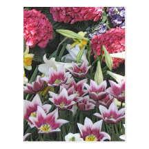 Botanical Gardens: Spring Bulbs (pastel effect) Postcard