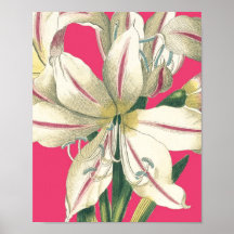 Botanical Lilly in Pink Posters