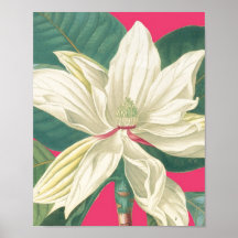 Botanical Magnolia in Pink Poster