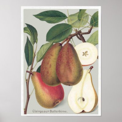 Botanical Pears Print by cowboyannie
