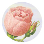 Botanical Pink Rosebud Sticker