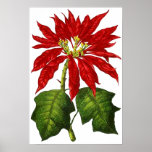 Botanical Poinsettia Print