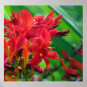 Botanical posters